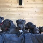 Amerikanske Blue Line Pit Bull Terrier hvalpe