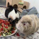 To marsvin søger hjem (tilbehør følger med>