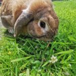 Kanin med alt tilbehør