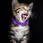 Charmerende bengal killinger søger et kærligt hjem!