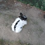 Pjuske- forsvundet kanin