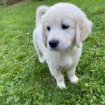 Golden Retriever hvalp! Sund