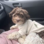 Bishon Havanese - Cody søger nyt kærligt hjem