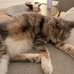 Min kat er forsvundet