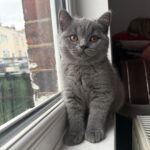 British Shorthair -bsh