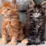 Smukke Maine Coon-killinger leder efter deres hyggelige sofa