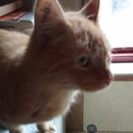 Simba søger ny familie