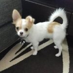 Vidunderlig Chihuahua tæve