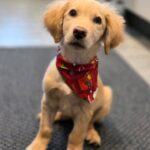 Samhy - Labradorblanding