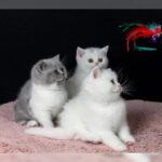 Fantastisk kuld med 3 britiske korthårede killinger