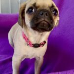 Smuk tæve mops hvalp