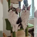 To smukke hunner Maine Coon-killinger