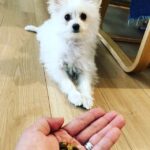 Fantastisk pomeranian x puddel hvalp