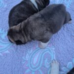 Hundehvalpe American Akita