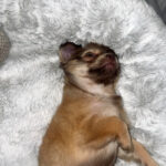 Pomchi hvalp sælges