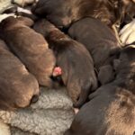 Staffordshire Bull Terrier hvalpe