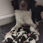 Drentsche Patrijshond hvalpe salges