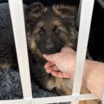 Sød schæferhvalp søger nyt hjem🐾