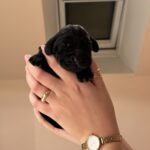 Cocker spaniel/f1 labrador/ labrador Retriever