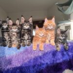 Nuttet Maine Coon-killing søger et kærligt hjem!