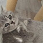 Gave yndig britisk killing