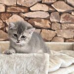 Omplacering af min britiske korthårskat