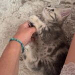 Perfekt tilbehør britisk korthåret