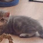 shorthair med stamtavle