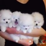 Eksklusive hvide Pomeranian-hvalpe til salg