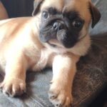 Mops hvalp
