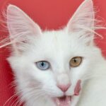 Tyrkisk angora hankat