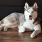 Aktiv 2 år gammel husky hund