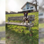 Miniature Bull Terrier tæve søger et kærligt hjem.