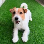 Hun langhåret Jack Russell terrier