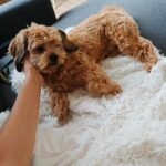 Peekapoo pekingeser-puddel blandingshanhund