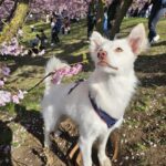 Smuk, snehvid/cremehvid tæve