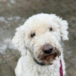 ♥️ Golden Doodle Pippa søger et nyt hjem ♥️