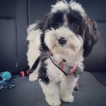 Smuk Havanese Bichon hund