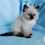 Søde og charmerende ragdoll-killinger