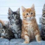 Dejlige maine coon-killinger til adoption