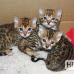 Søde bengalkillinger til adoption