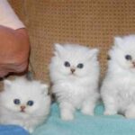 Persiske killinger til adoption