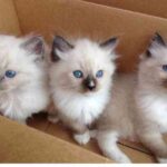 Ragdoll-killinger til adoption