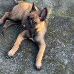Malinois hvalp søger nyt hjem
