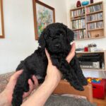 4 stk ægte Mellempudler til salg - sorte og abrikosfarvede hanner