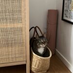 Kevin - verdens bedste kat - søger nyt hjem