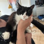 Søger sot/hvid killing, ungkat.