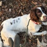 Engelsk springer spaniel