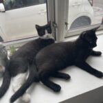 2 killinger søger nyt hjem