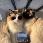 🐾 To kærlige ragdoll-brødre søger nyt hjem 🐾